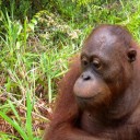 Become a Foster Parent to “Yoris”