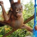 Become a Foster Parent to “Mr. Bernie”