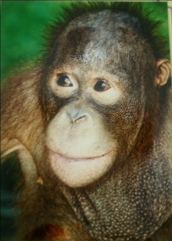 image001 Congo in 2004