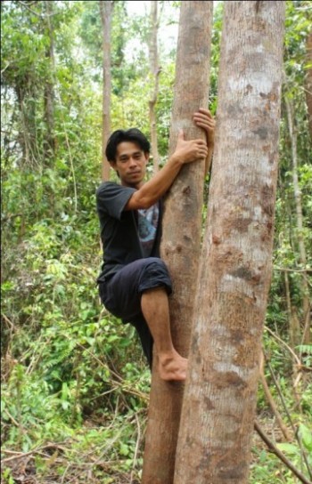 image001 Pak Ateng must often climb tall, branchless trees in order to locate the orangutans