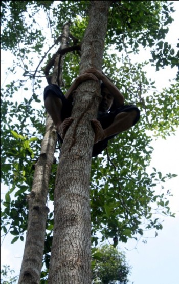 image003 Pak Ateng uses his climbing technique to scale the tree in seconds
