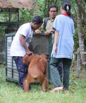image011 Saut is led into the enclosure by Pak Mekok (left), Pak Laju (center) and Dr. Popo (right)