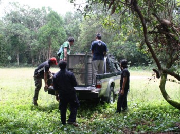 image017 Orangutan in cage in the back of a truck