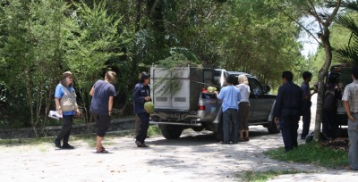 image019 Orangutan in cage in the back of a truck with Dr. Galdikas supervising