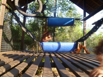image002 New hammock built for Hocky and other young orangutans in the nursery