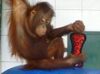 image007 Sandra enjoying her Kong © toy and a handful of popcorn