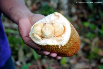 Mr Henson opens the cempedak fruit.