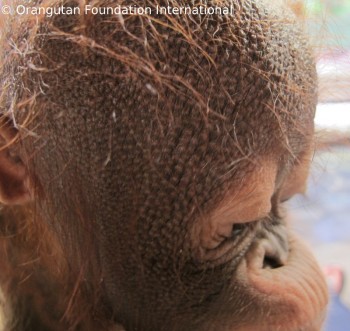 image001 Luna, orangutan of the month.