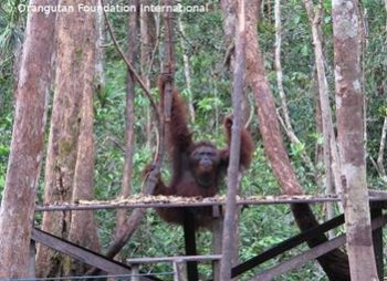 image002 An adult male orangutan visits the feeding platform at Camp Leakey.