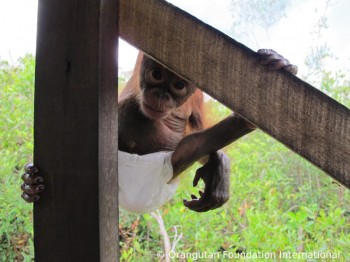image005 Luna the orangutan climbing.