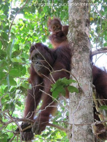 image005 An infant orangutan sits safely on his mother’s back high in the canopy at Camp Leakey.