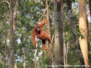 image007 An adult female orangutan checks to see if the feeding platform is safe before descending from the trees.