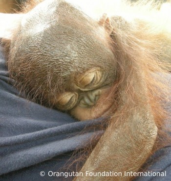 image009 Luna sleeping