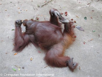 image009 Siswi practising her “happy baby” yoga pose in the middle of a forest path at Camp Leakey.