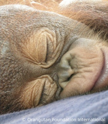 image010 Luna sleeping again