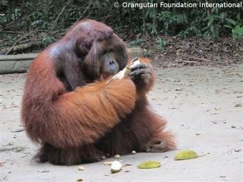 image011 Tom, King of Camp enjoying durian, the King of fruit.