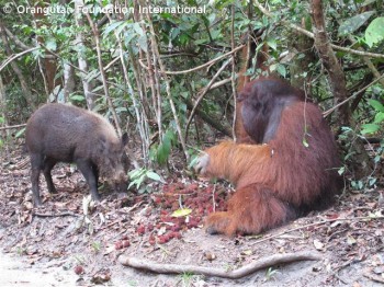 image012 Tom defends his rambutans from a wild pig.