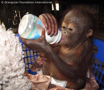 image013 Luna drinking milk