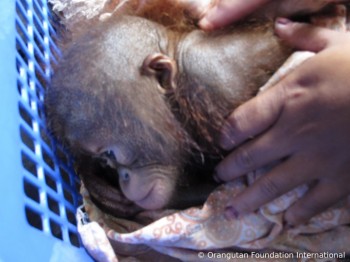 image015 Luna the orangutan in a basket