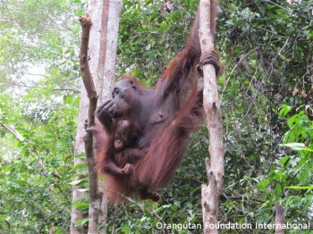 image015 An infant orangutan in the arms of her mother.