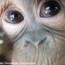 Become a Foster Parent to “Uttuh”