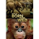 Born to be Wild DVD