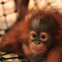 Become a Foster Parent to “Bayat”