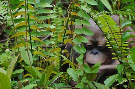 Otok makes a nest in the foliage