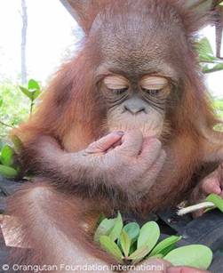 Uttuh cautiously eating a berry from the forest. Uttuh cautiously eating a berry from the forest.
