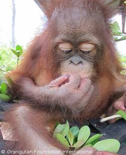 Uttuh cautiously eating a berry from the forest.