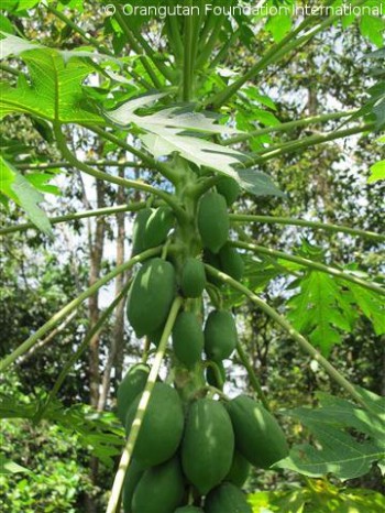 A papaya tree with growing fruit