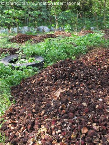 Compost piles at the OCCQ containing mostly rambutan husks and seeds.