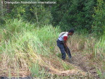 Pak Majid in action! He is clearing the field to plant pineapples. Pak Majid in action! He is clearing the field to plant pineapples.