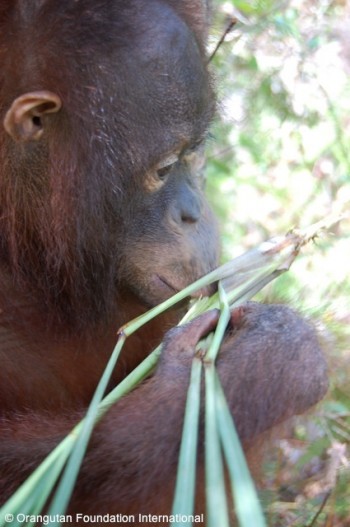 image001 Berman loves the smell and taste of lemon myrtle