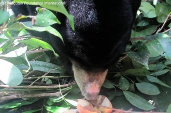 Hildegard enjoying apples rolled in nutmeg