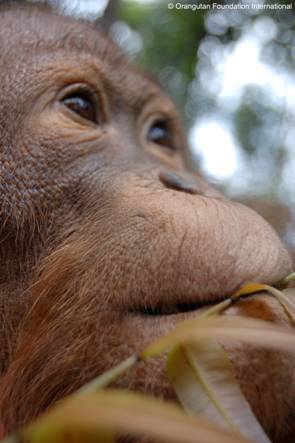 Ari eating some young leaves he found while foraging