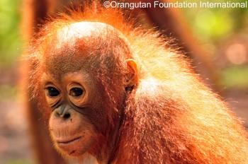 Tommy, an solitary orangutan Tommy, an solitary orangutan